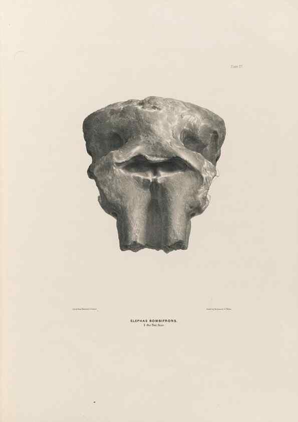 Reproducción/Reproduction 49227743976: Fauna antiqua sivalensis, being the fossil zoology of the Sewalik Hills, in the north of India. London :Smith, Elder and Co.,1846.. 