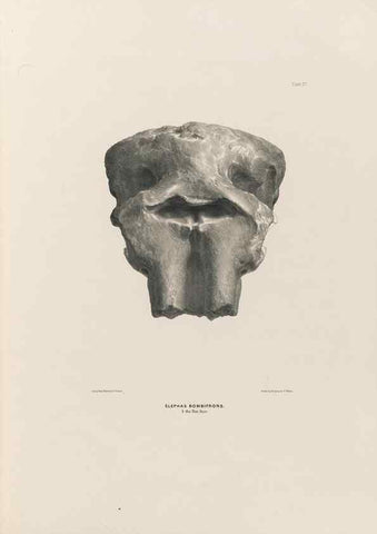 Reproducción/Reproduction 49227743976: Fauna antiqua sivalensis, being the fossil zoology of the Sewalik Hills, in the north of India. London :Smith, Elder and Co.,1846.. 