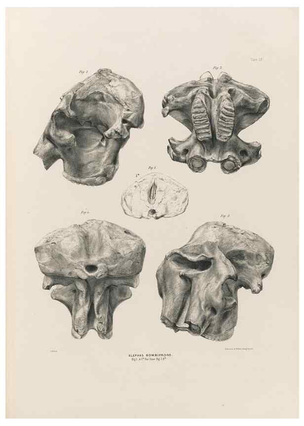 Reproducción/Reproduction 49227971167: Fauna antiqua sivalensis, being the fossil zoology of the Sewalik Hills, in the north of India. London :Smith, Elder and Co.,1846.. 