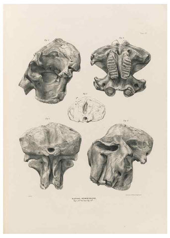 Reproducción/Reproduction 49227971167: Fauna antiqua sivalensis, being the fossil zoology of the Sewalik Hills, in the north of India. London :Smith, Elder and Co.,1846.. 