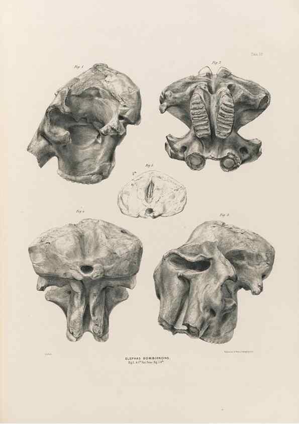 Reproducción/Reproduction 49227971167: Fauna antiqua sivalensis, being the fossil zoology of the Sewalik Hills, in the north of India. London :Smith, Elder and Co.,1846.. 