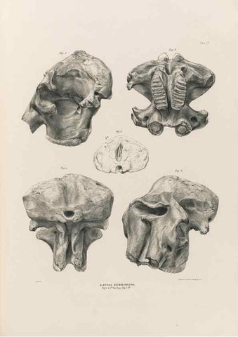 Reproducción/Reproduction 49227971167: Fauna antiqua sivalensis, being the fossil zoology of the Sewalik Hills, in the north of India. London :Smith, Elder and Co.,1846.. 