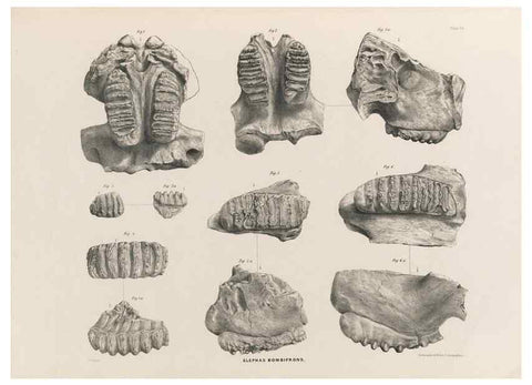 Reproducción/Reproduction 49227744886: Fauna antiqua sivalensis, being the fossil zoology of the Sewalik Hills, in the north of India. London :Smith, Elder and Co.,1846.. 