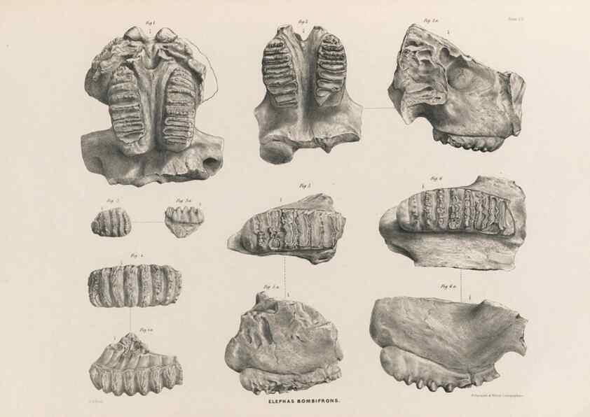 Reproducción/Reproduction 49227744886: Fauna antiqua sivalensis, being the fossil zoology of the Sewalik Hills, in the north of India. London :Smith, Elder and Co.,1846.. 