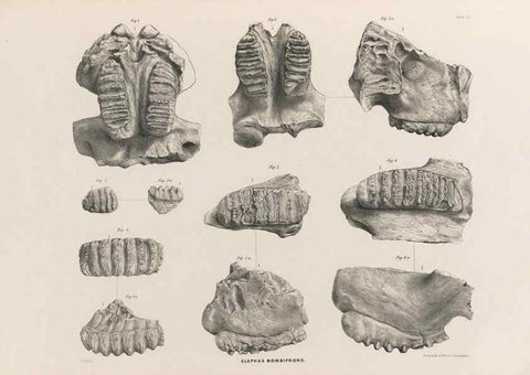 Reproducción/Reproduction 49227744886: Fauna antiqua sivalensis, being the fossil zoology of the Sewalik Hills, in the north of India. London :Smith, Elder and Co.,1846.. 