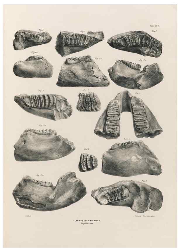 Reproducción/Reproduction 49227274788: Fauna antiqua sivalensis, being the fossil zoology of the Sewalik Hills, in the north of India. London :Smith, Elder and Co.,1846.. 