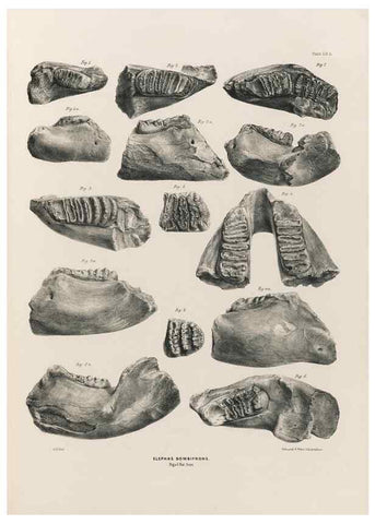 Reproducción/Reproduction 49227274788: Fauna antiqua sivalensis, being the fossil zoology of the Sewalik Hills, in the north of India. London :Smith, Elder and Co.,1846.. 
