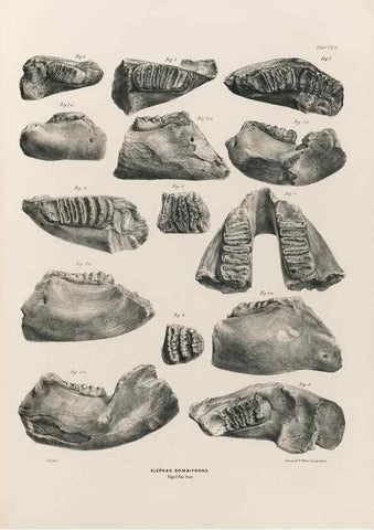 Reproducción/Reproduction 49227274788: Fauna antiqua sivalensis, being the fossil zoology of the Sewalik Hills, in the north of India. London :Smith, Elder and Co.,1846.. 