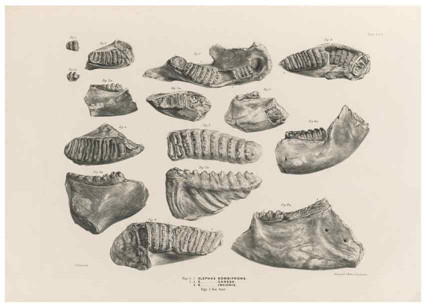 Reproducción/Reproduction 49227746021: Fauna antiqua sivalensis, being the fossil zoology of the Sewalik Hills, in the north of India. London :Smith, Elder and Co.,1846.. 