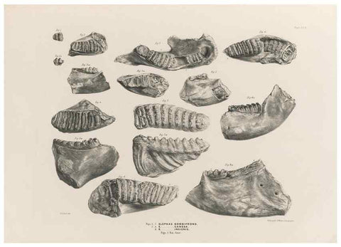 Reproducción/Reproduction 49227746021: Fauna antiqua sivalensis, being the fossil zoology of the Sewalik Hills, in the north of India. London :Smith, Elder and Co.,1846.. 