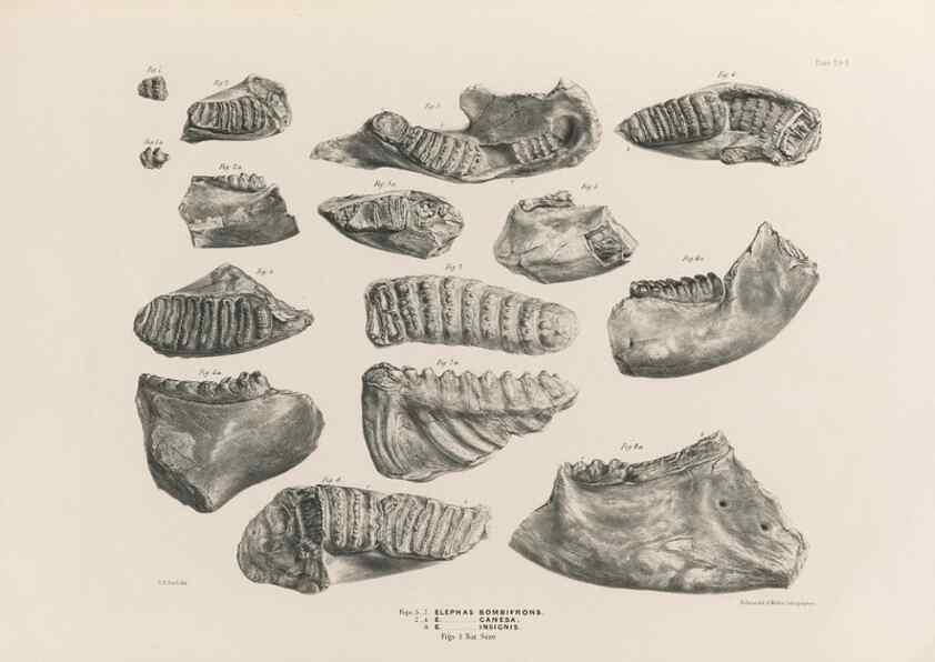 Reproducción/Reproduction 49227746021: Fauna antiqua sivalensis, being the fossil zoology of the Sewalik Hills, in the north of India. London :Smith, Elder and Co.,1846.. 