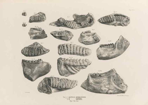Reproducción/Reproduction 49227746021: Fauna antiqua sivalensis, being the fossil zoology of the Sewalik Hills, in the north of India. London :Smith, Elder and Co.,1846.. 