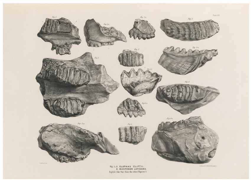 Reproducción/Reproduction 49227746466: Fauna antiqua sivalensis, being the fossil zoology of the Sewalik Hills, in the north of India. London :Smith, Elder and Co.,1846.. 