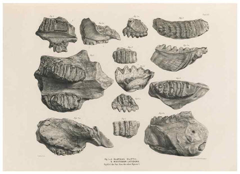 Reproducción/Reproduction 49227746466: Fauna antiqua sivalensis, being the fossil zoology of the Sewalik Hills, in the north of India. London :Smith, Elder and Co.,1846.. 
