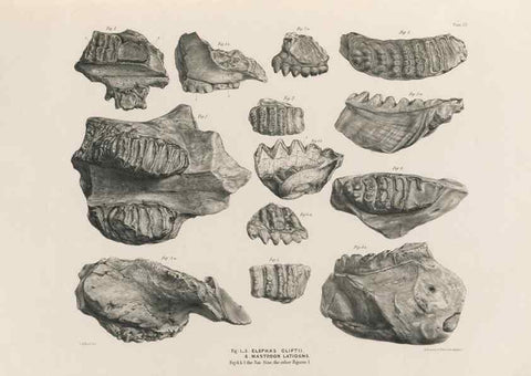 Reproducción/Reproduction 49227746466: Fauna antiqua sivalensis, being the fossil zoology of the Sewalik Hills, in the north of India. London :Smith, Elder and Co.,1846.. 