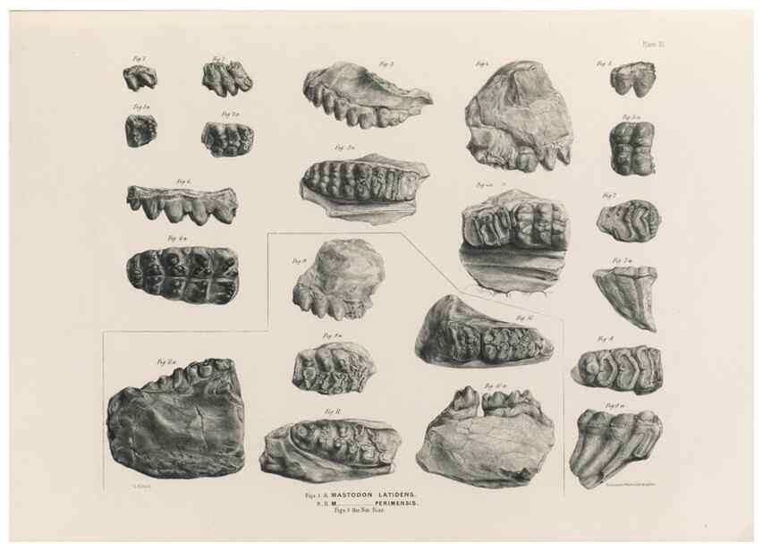 Reproducción/Reproduction 49227973597: Fauna antiqua sivalensis, being the fossil zoology of the Sewalik Hills, in the north of India. London :Smith, Elder and Co.,1846.. 
