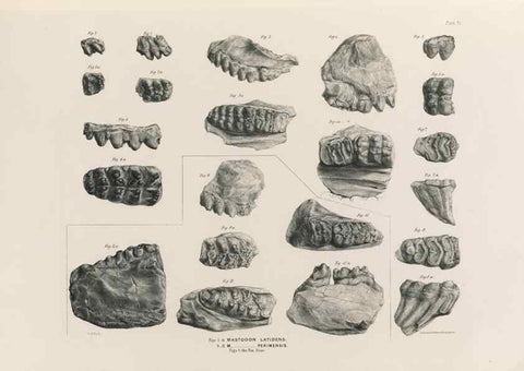Reproducción/Reproduction 49227973597: Fauna antiqua sivalensis, being the fossil zoology of the Sewalik Hills, in the north of India. London :Smith, Elder and Co.,1846.. 