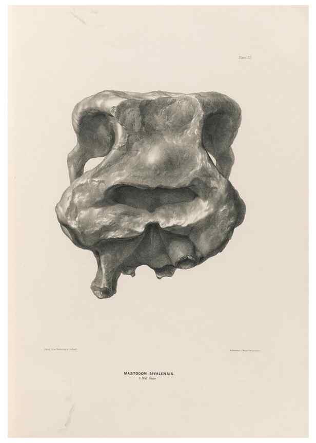 Reproducción/Reproduction 49227747516: Fauna antiqua sivalensis, being the fossil zoology of the Sewalik Hills, in the north of India. London :Smith, Elder and Co.,1846.. 