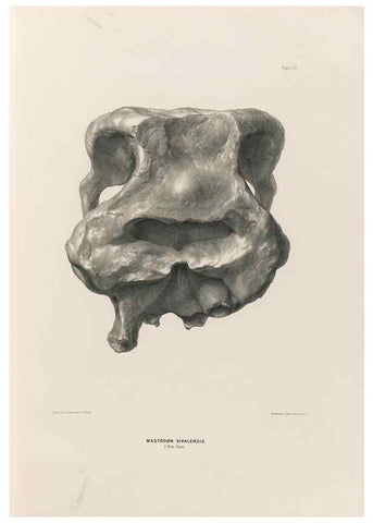 Reproducción/Reproduction 49227747516: Fauna antiqua sivalensis, being the fossil zoology of the Sewalik Hills, in the north of India. London :Smith, Elder and Co.,1846.. 