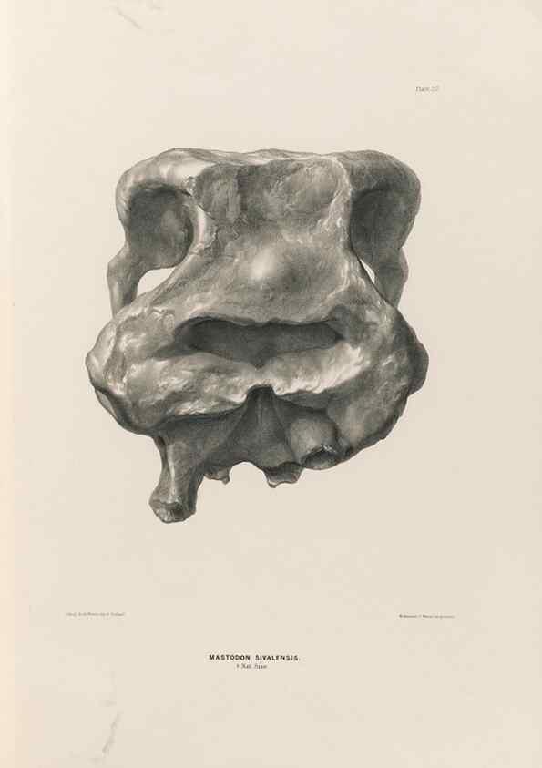 Reproducción/Reproduction 49227747516: Fauna antiqua sivalensis, being the fossil zoology of the Sewalik Hills, in the north of India. London :Smith, Elder and Co.,1846.. 