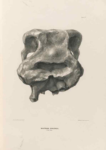 Reproducción/Reproduction 49227747516: Fauna antiqua sivalensis, being the fossil zoology of the Sewalik Hills, in the north of India. London :Smith, Elder and Co.,1846.. 