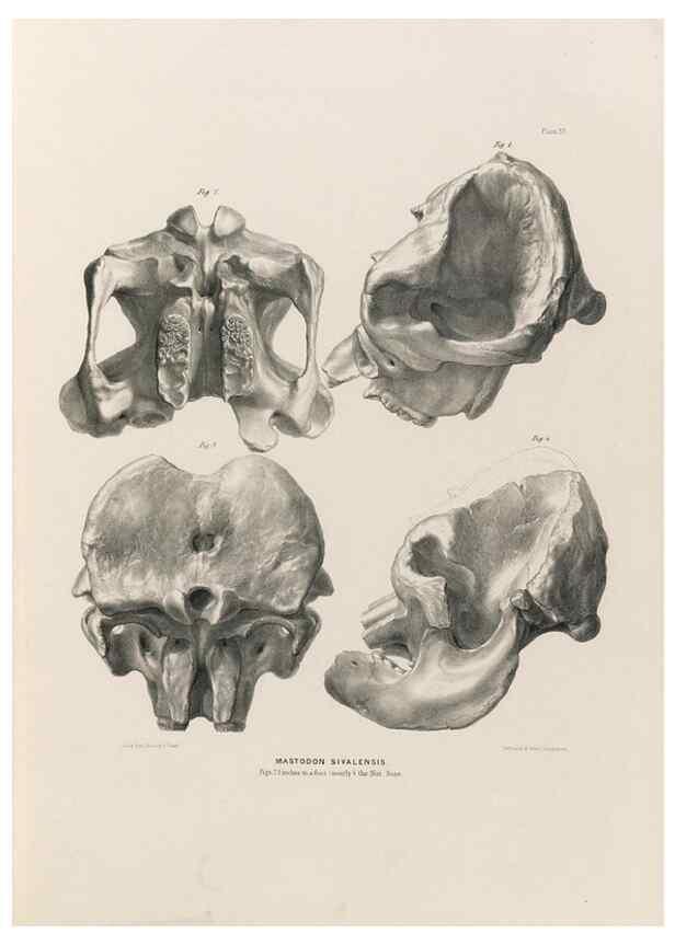 Reproducción/Reproduction 49227974577: Fauna antiqua sivalensis, being the fossil zoology of the Sewalik Hills, in the north of India. London :Smith, Elder and Co.,1846.. 