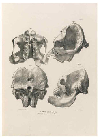 Reproducción/Reproduction 49227974577: Fauna antiqua sivalensis, being the fossil zoology of the Sewalik Hills, in the north of India. London :Smith, Elder and Co.,1846.. 