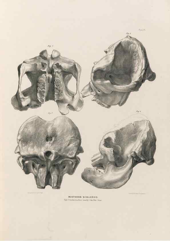 Reproducción/Reproduction 49227974577: Fauna antiqua sivalensis, being the fossil zoology of the Sewalik Hills, in the north of India. London :Smith, Elder and Co.,1846.. 