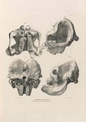Reproducción/Reproduction 49227974577: Fauna antiqua sivalensis, being the fossil zoology of the Sewalik Hills, in the north of India. London :Smith, Elder and Co.,1846.. 