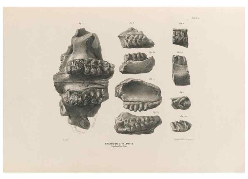 Reproducción/Reproduction 49227277298: Fauna antiqua sivalensis, being the fossil zoology of the Sewalik Hills, in the north of India. London :Smith, Elder and Co.,1846.. 