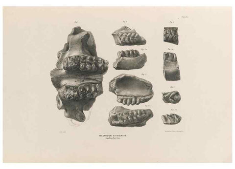 Reproducción/Reproduction 49227277298: Fauna antiqua sivalensis, being the fossil zoology of the Sewalik Hills, in the north of India. London :Smith, Elder and Co.,1846.. 