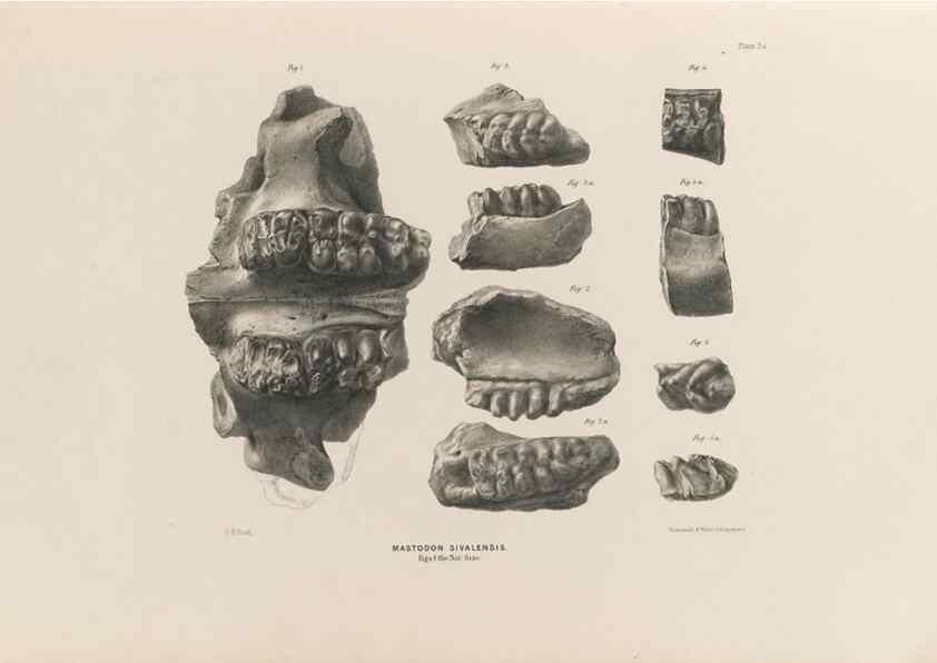 Reproducción/Reproduction 49227277298: Fauna antiqua sivalensis, being the fossil zoology of the Sewalik Hills, in the north of India. London :Smith, Elder and Co.,1846.. 