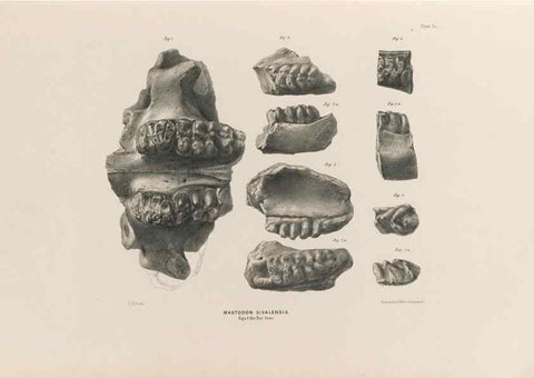 Reproducción/Reproduction 49227277298: Fauna antiqua sivalensis, being the fossil zoology of the Sewalik Hills, in the north of India. London :Smith, Elder and Co.,1846.. 
