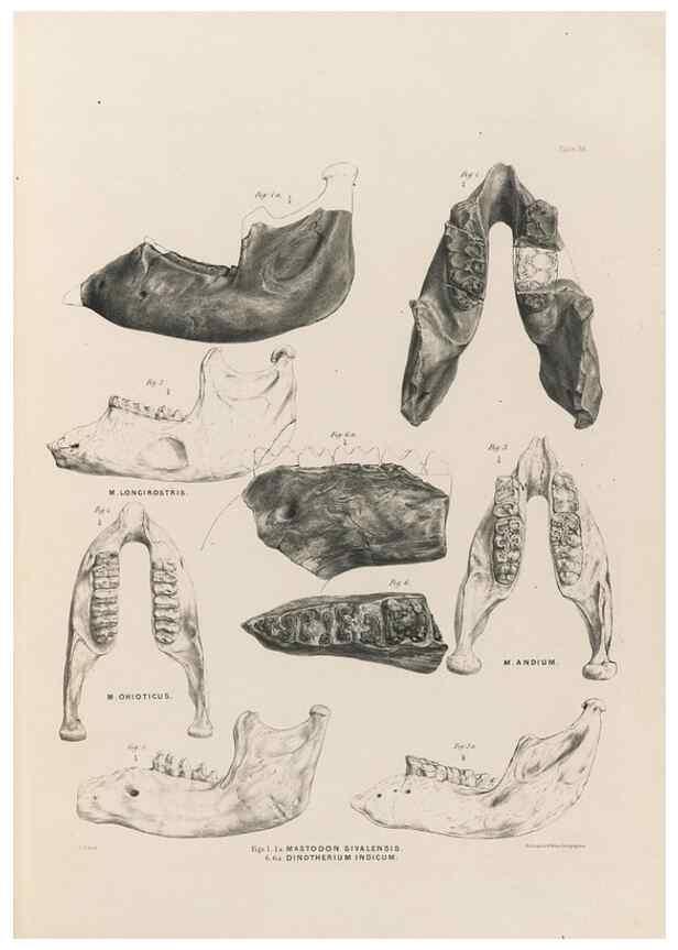 Reproducción/Reproduction 49227975267: Fauna antiqua sivalensis, being the fossil zoology of the Sewalik Hills, in the north of India. London :Smith, Elder and Co.,1846.. 