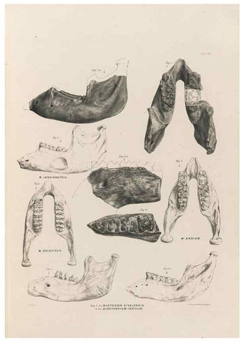 Reproducción/Reproduction 49227975267: Fauna antiqua sivalensis, being the fossil zoology of the Sewalik Hills, in the north of India. London :Smith, Elder and Co.,1846.. 