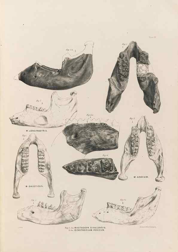 Reproducción/Reproduction 49227975267: Fauna antiqua sivalensis, being the fossil zoology of the Sewalik Hills, in the north of India. London :Smith, Elder and Co.,1846.. 