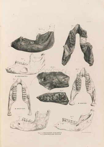 Reproducción/Reproduction 49227975267: Fauna antiqua sivalensis, being the fossil zoology of the Sewalik Hills, in the north of India. London :Smith, Elder and Co.,1846.. 