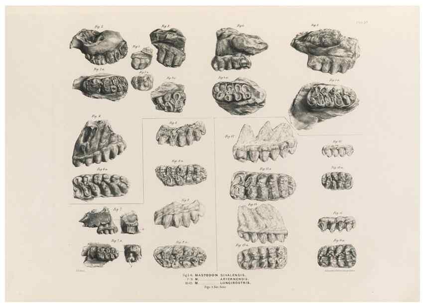 Reproducción/Reproduction 49227278058: Fauna antiqua sivalensis, being the fossil zoology of the Sewalik Hills, in the north of India. London :Smith, Elder and Co.,1846.. 