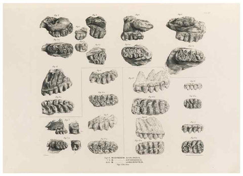 Reproducción/Reproduction 49227278058: Fauna antiqua sivalensis, being the fossil zoology of the Sewalik Hills, in the north of India. London :Smith, Elder and Co.,1846.. 