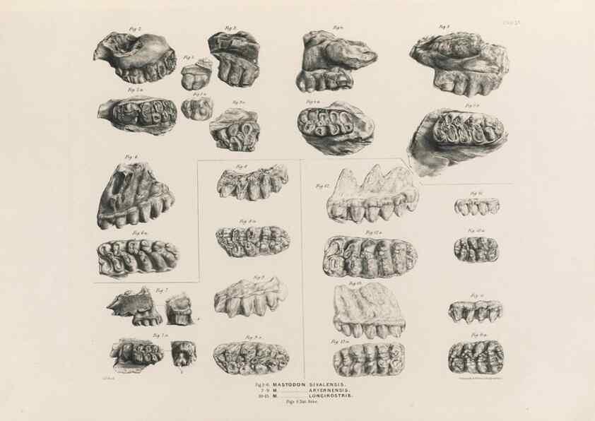 Reproducción/Reproduction 49227278058: Fauna antiqua sivalensis, being the fossil zoology of the Sewalik Hills, in the north of India. London :Smith, Elder and Co.,1846.. 