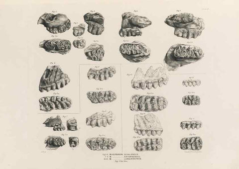 Reproducción/Reproduction 49227278058: Fauna antiqua sivalensis, being the fossil zoology of the Sewalik Hills, in the north of India. London :Smith, Elder and Co.,1846.. 