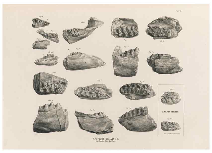 Reproducción/Reproduction 49227976072: Fauna antiqua sivalensis, being the fossil zoology of the Sewalik Hills, in the north of India. London :Smith, Elder and Co.,1846.. 