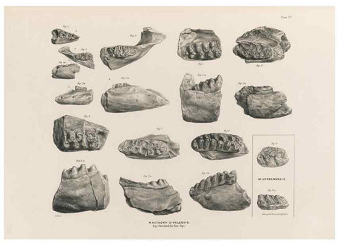 Reproducción/Reproduction 49227976072: Fauna antiqua sivalensis, being the fossil zoology of the Sewalik Hills, in the north of India. London :Smith, Elder and Co.,1846.. 