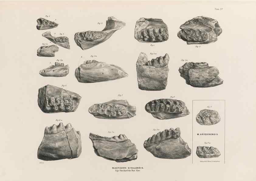 Reproducción/Reproduction 49227976072: Fauna antiqua sivalensis, being the fossil zoology of the Sewalik Hills, in the north of India. London :Smith, Elder and Co.,1846.. 