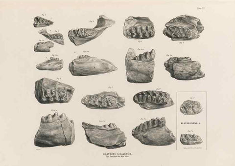 Reproducción/Reproduction 49227976072: Fauna antiqua sivalensis, being the fossil zoology of the Sewalik Hills, in the north of India. London :Smith, Elder and Co.,1846.. 