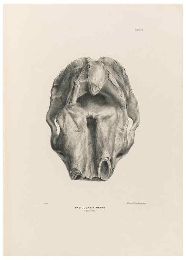 Reproducción/Reproduction 49227278863: Fauna antiqua sivalensis, being the fossil zoology of the Sewalik Hills, in the north of India. London :Smith, Elder and Co.,1846.. 