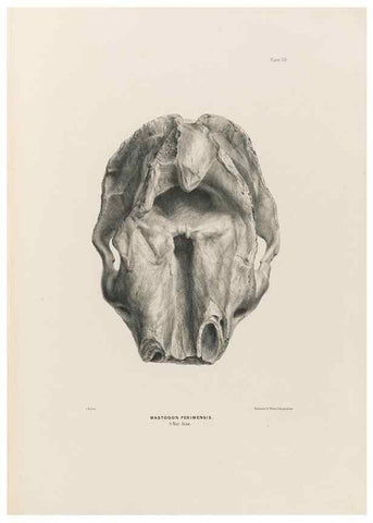 Reproducción/Reproduction 49227278863: Fauna antiqua sivalensis, being the fossil zoology of the Sewalik Hills, in the north of India. London :Smith, Elder and Co.,1846.. 