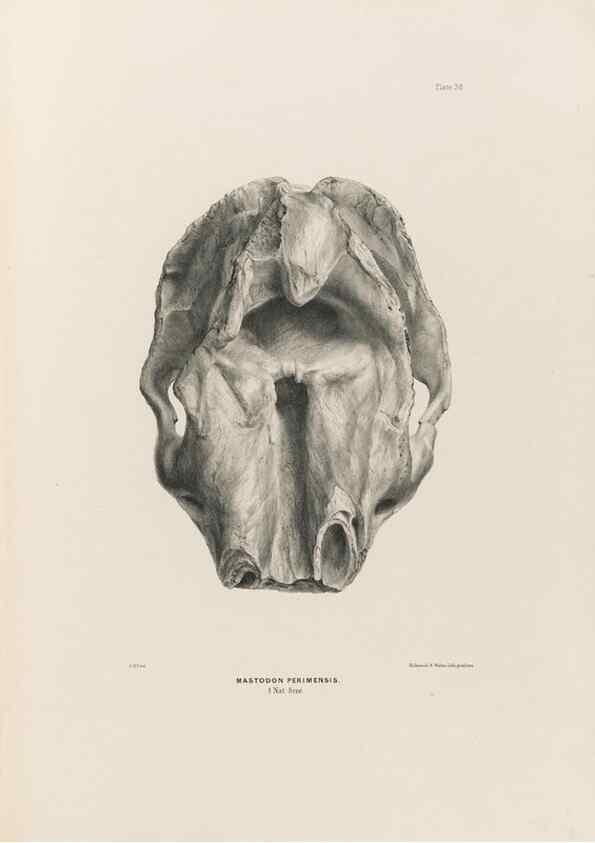 Reproducción/Reproduction 49227278863: Fauna antiqua sivalensis, being the fossil zoology of the Sewalik Hills, in the north of India. London :Smith, Elder and Co.,1846.. 