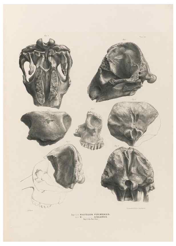 Reproducción/Reproduction 49227976992: Fauna antiqua sivalensis, being the fossil zoology of the Sewalik Hills, in the north of India. London :Smith, Elder and Co.,1846.. 