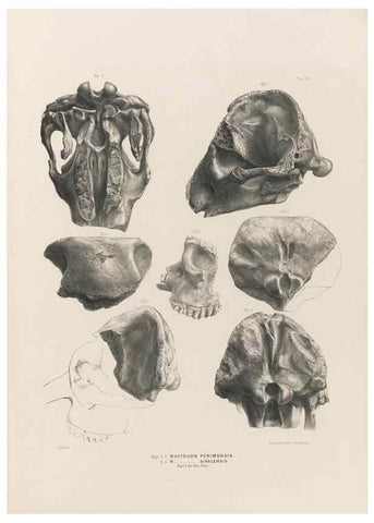 Reproducción/Reproduction 49227976992: Fauna antiqua sivalensis, being the fossil zoology of the Sewalik Hills, in the north of India. London :Smith, Elder and Co.,1846.. 